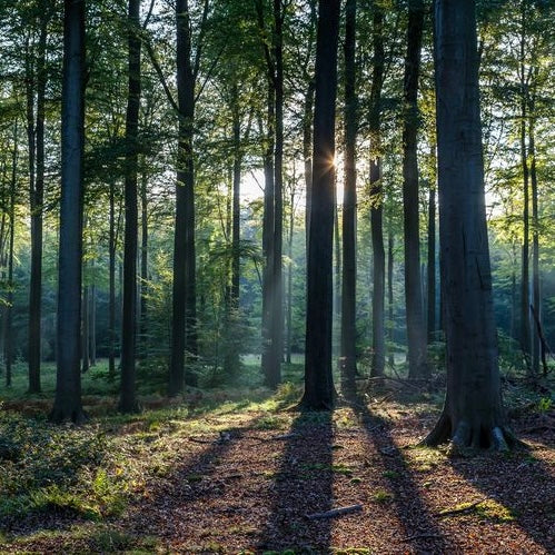 A Walk in the Woods