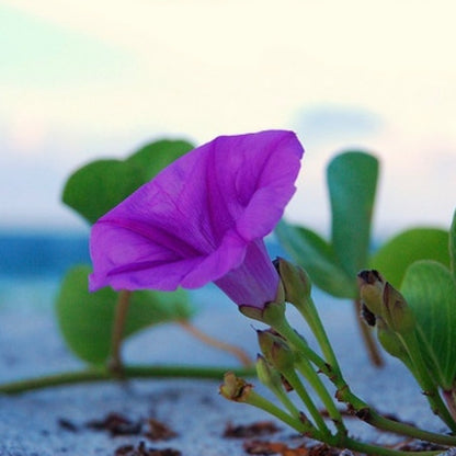 Coastal Wildflower