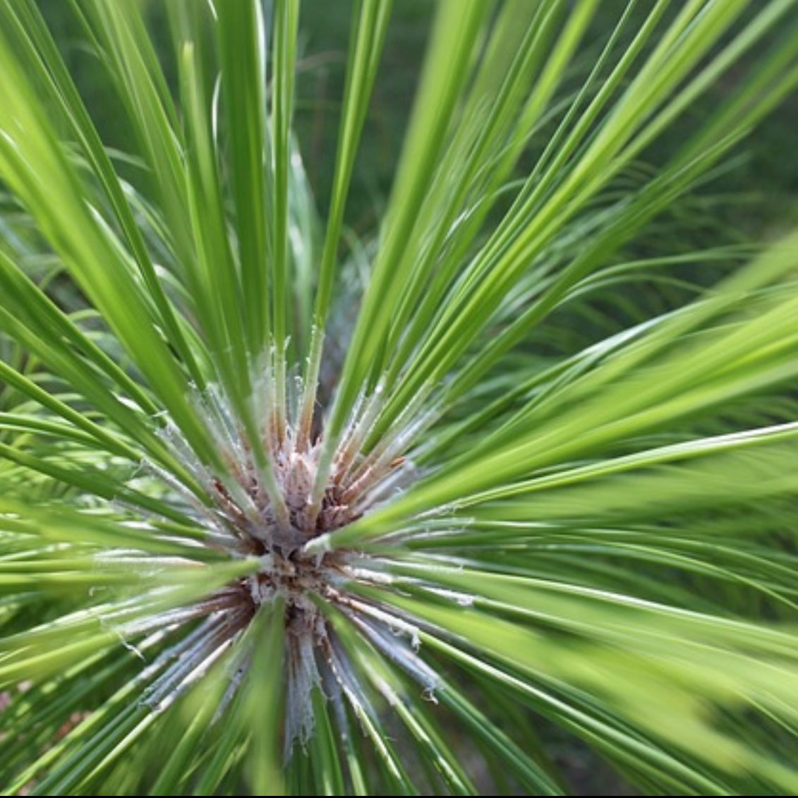 Carolina Pine