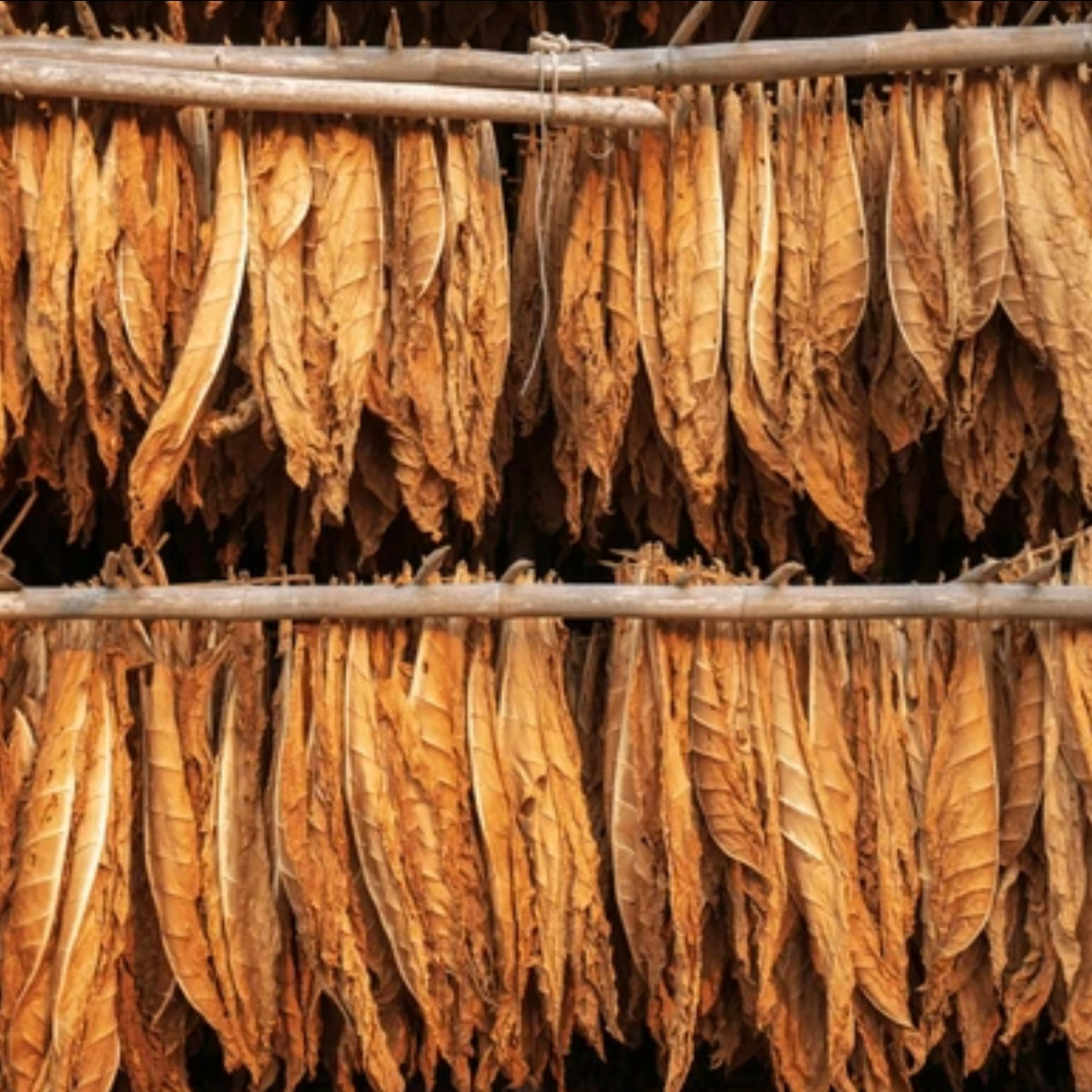 Dried Tobacco Leaf