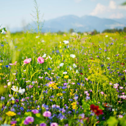 Spring Meadow