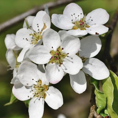 Pear Blossom